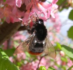 Bombus lapidarius