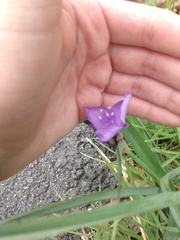 Tradescantia bracteata