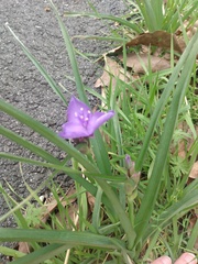 Tradescantia bracteata