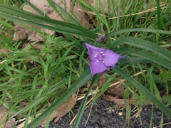 Tradescantia bracteata
