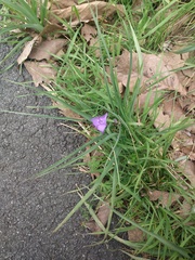 Tradescantia bracteata
