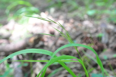 Bromus vulgaris