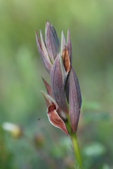 Serapias nurrica