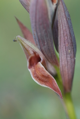 Serapias nurrica