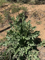 Brassica oleracea