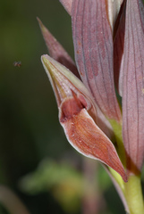 Serapias nurrica
