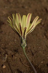 Anisocoma acaulis
