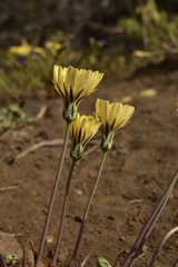 Anisocoma acaulis