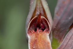Serapias nurrica