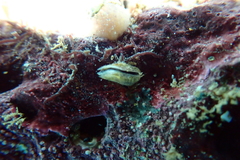 Brachiopoda