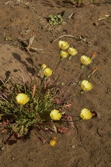 Anisocoma acaulis