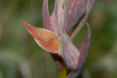 Serapias nurrica