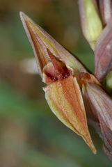 Serapias nurrica
