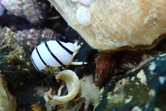 Calcinus guamensis