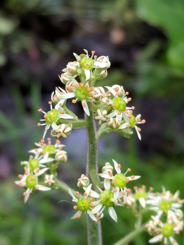Micranthes pensylvanica