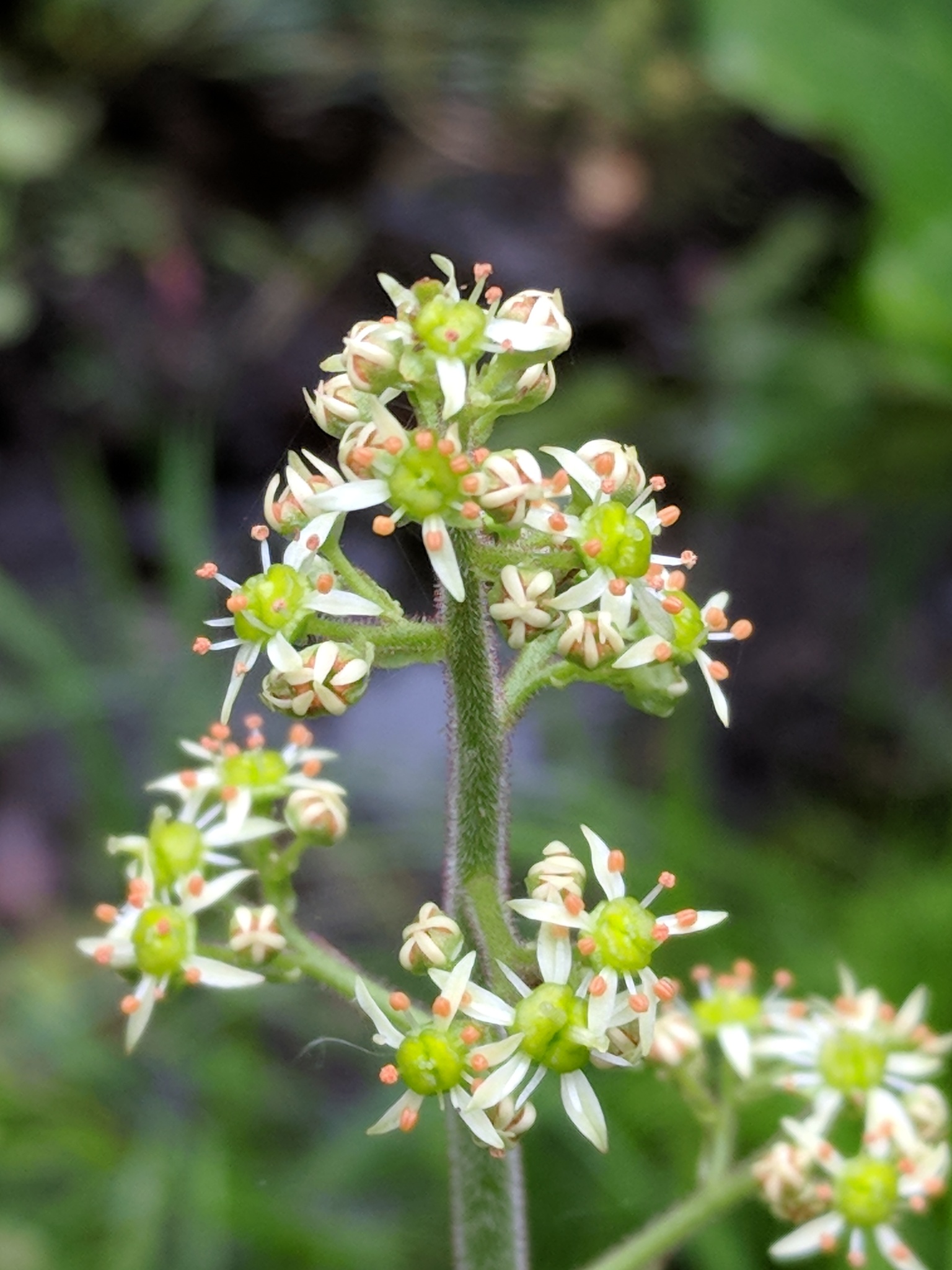 Micranthes pensylvanica