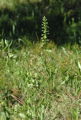 Platanthera algeriensis