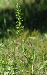 Platanthera algeriensis