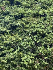 Podocarpus laetus