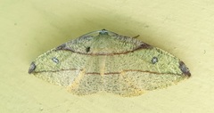Hypochrosis hyadaria