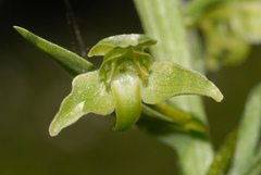 Platanthera algeriensis