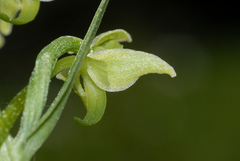 Platanthera algeriensis