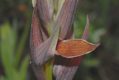 Serapias nurrica