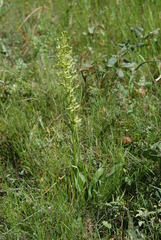 Platanthera algeriensis