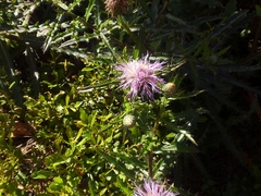 Cirsium repandum