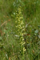 Platanthera algeriensis