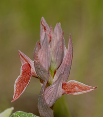 Serapias nurrica