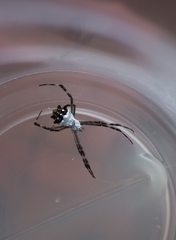 Argiope argentata