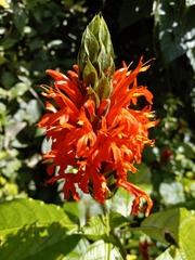 Pachystachys spicata