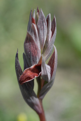 Serapias nurrica