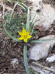 Gagea commutata