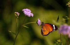 Danaus chrysippus