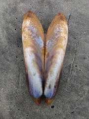 Modiolatus neglectus