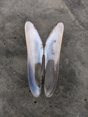 Modiolatus neglectus