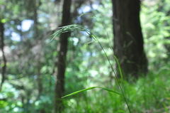 Bromus vulgaris