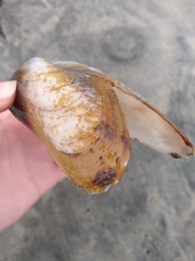 Modiolatus neglectus