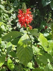 Pachystachys spicata