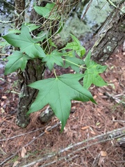 Liquidambar styraciflua image