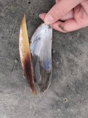 Modiolatus neglectus