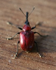 Merhynchites bicolor