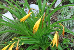 Hemerocallis forrestii