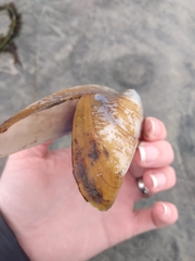 Modiolatus neglectus