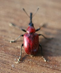 Merhynchites bicolor