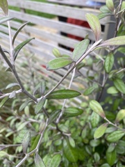 Corokia cotoneaster