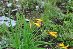 Hemerocallis forrestii