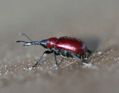 Merhynchites bicolor